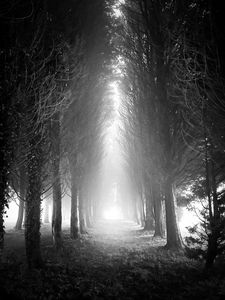 Preview wallpaper trees, alley, fog, light, black and white