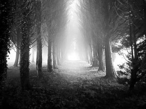 Preview wallpaper trees, alley, fog, light, black and white