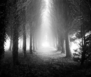 Preview wallpaper trees, alley, fog, light, black and white