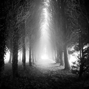 Preview wallpaper trees, alley, fog, light, black and white