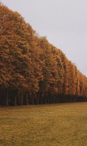 Preview wallpaper trees, alley, lawn, autumn