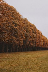 Preview wallpaper trees, alley, lawn, autumn