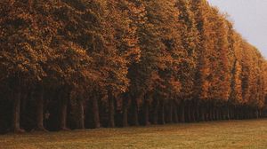 Preview wallpaper trees, alley, lawn, autumn