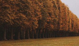 Preview wallpaper trees, alley, lawn, autumn