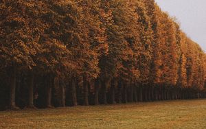 Preview wallpaper trees, alley, lawn, autumn