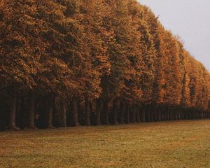 Preview wallpaper trees, alley, lawn, autumn