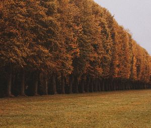 Preview wallpaper trees, alley, lawn, autumn