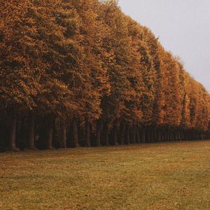 Preview wallpaper trees, alley, lawn, autumn