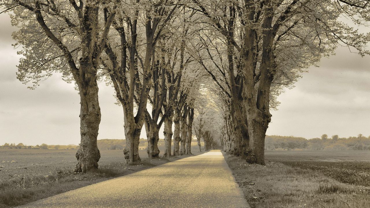 Wallpaper trees, asphalt, path, gray