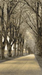 Preview wallpaper trees, asphalt, path, gray