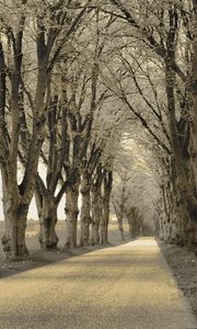 Preview wallpaper trees, asphalt, path, gray