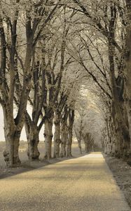 Preview wallpaper trees, asphalt, path, gray