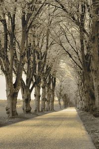 Preview wallpaper trees, asphalt, path, gray