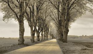 Preview wallpaper trees, asphalt, path, gray