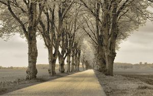 Preview wallpaper trees, asphalt, path, gray