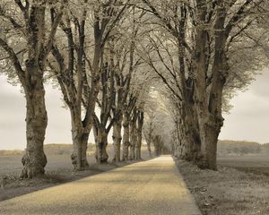 Preview wallpaper trees, asphalt, path, gray