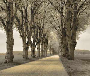 Preview wallpaper trees, asphalt, path, gray