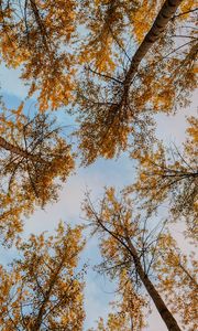 Preview wallpaper trees, autumn, bottom view