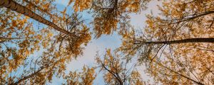 Preview wallpaper trees, autumn, bottom view