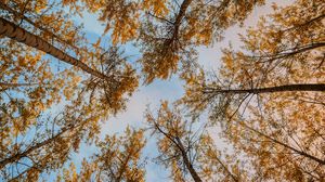 Preview wallpaper trees, autumn, bottom view