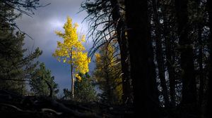 Preview wallpaper trees, autumn, branches, sky