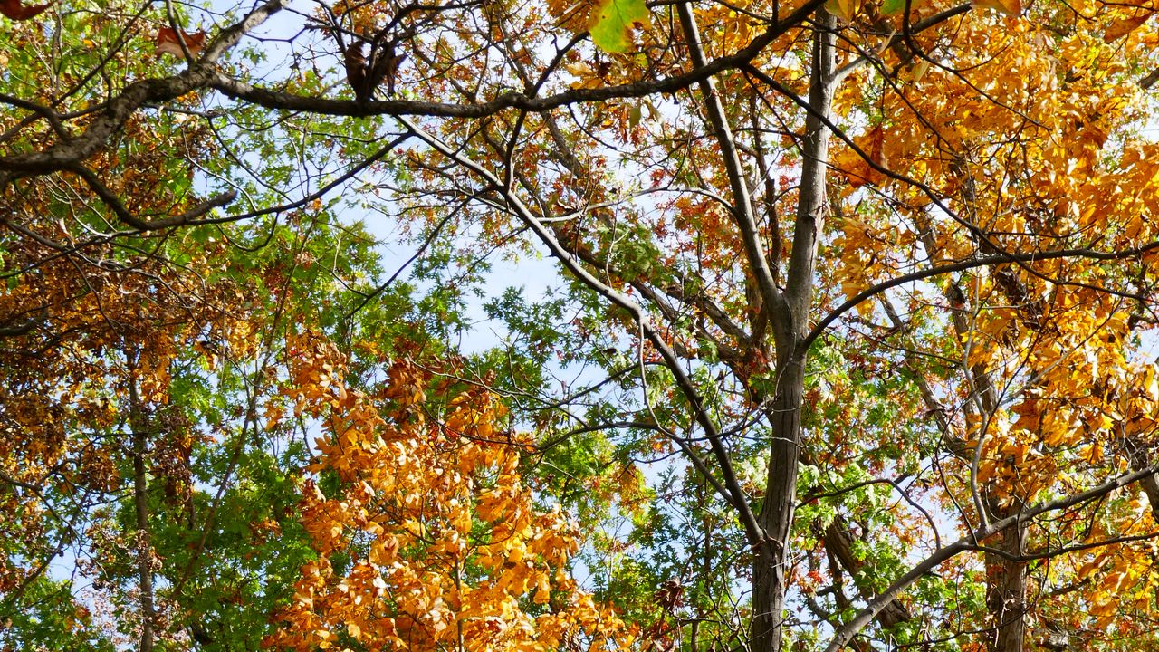 Wallpaper trees, autumn, branches, leaves