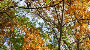 Preview wallpaper trees, autumn, branches, leaves