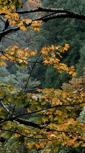 Preview wallpaper trees, autumn, branches, dry