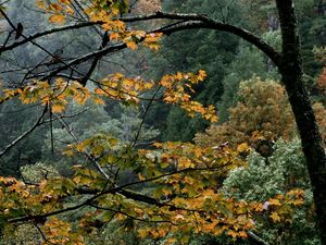 Preview wallpaper trees, autumn, branches, dry