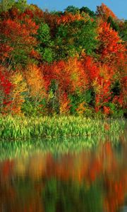 Preview wallpaper trees, autumn, colors, water, canes