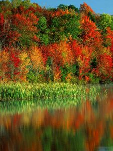 Preview wallpaper trees, autumn, colors, water, canes