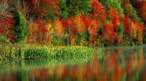 Preview wallpaper trees, autumn, colors, water, canes