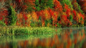 Preview wallpaper trees, autumn, colors, water, canes