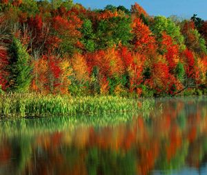 Preview wallpaper trees, autumn, colors, water, canes