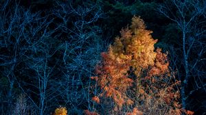 Preview wallpaper trees, autumn, dark, branches