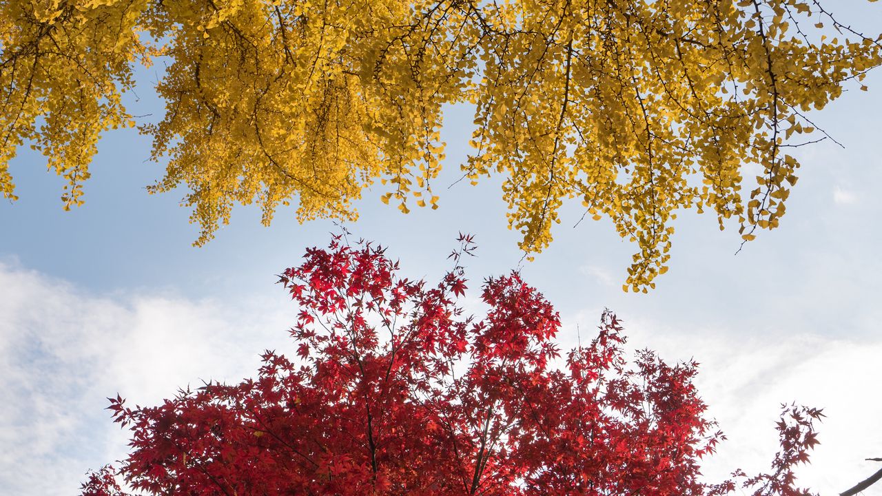 Wallpaper trees, autumn, fall colors, foliage