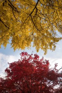 Preview wallpaper trees, autumn, fall colors, foliage