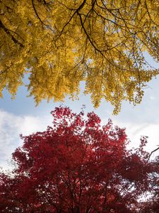 Preview wallpaper trees, autumn, fall colors, foliage