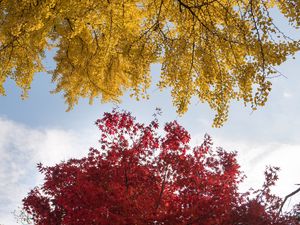 Preview wallpaper trees, autumn, fall colors, foliage