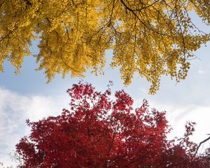 Preview wallpaper trees, autumn, fall colors, foliage