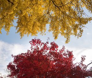 Preview wallpaper trees, autumn, fall colors, foliage