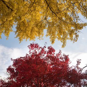 Preview wallpaper trees, autumn, fall colors, foliage