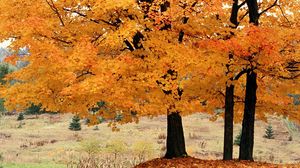 Preview wallpaper trees, autumn, fallen