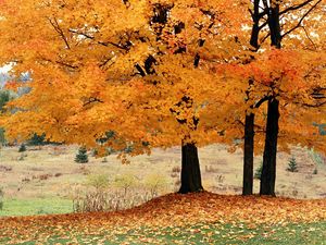 Preview wallpaper trees, autumn, fallen