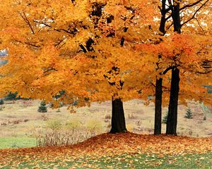 Preview wallpaper trees, autumn, fallen