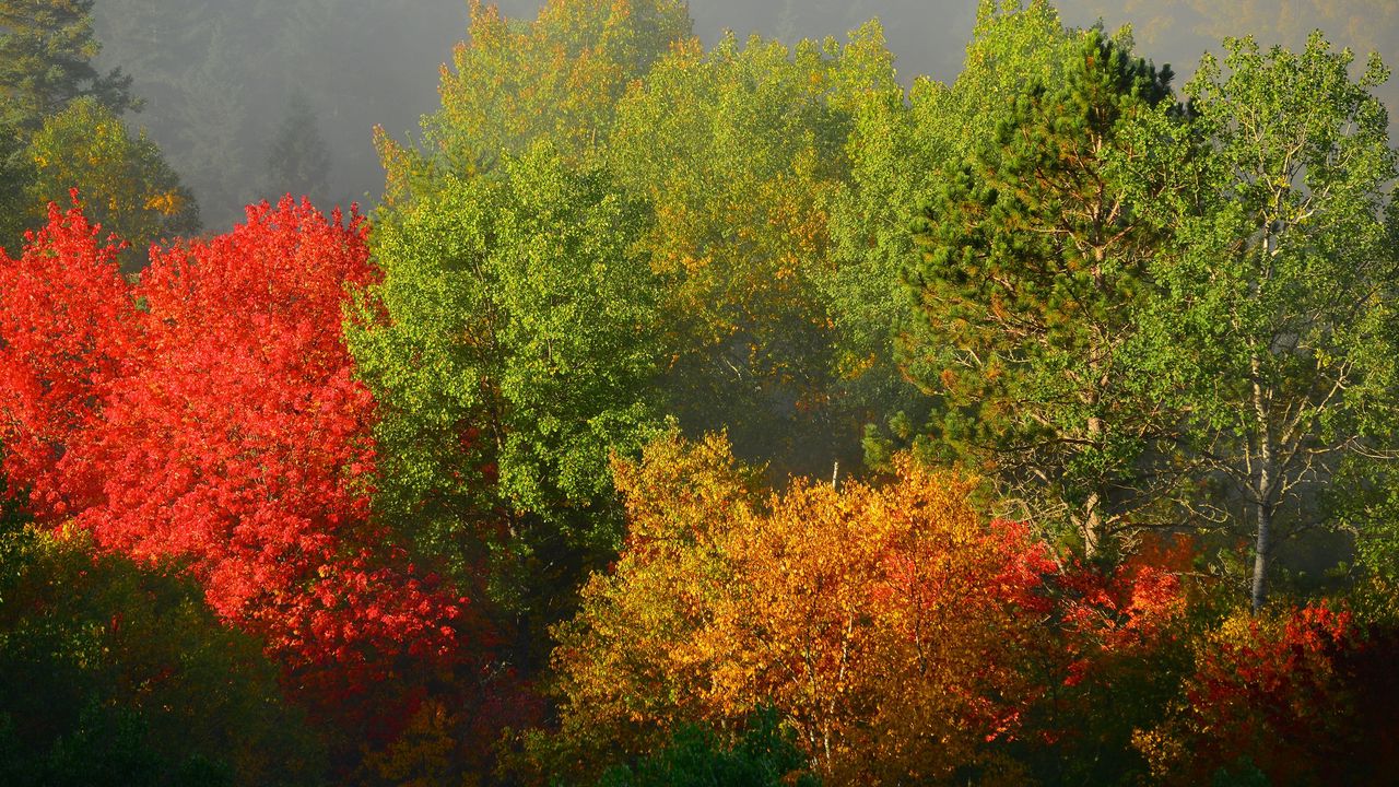 Wallpaper trees, autumn, foliage, fog
