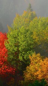 Preview wallpaper trees, autumn, foliage, fog
