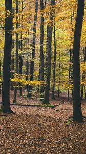 Preview wallpaper trees, autumn, foliage