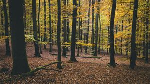 Preview wallpaper trees, autumn, foliage