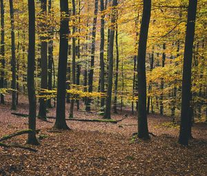 Preview wallpaper trees, autumn, foliage
